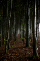 Bois Jacques