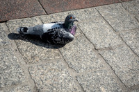 Pigeon