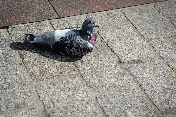 Pigeon