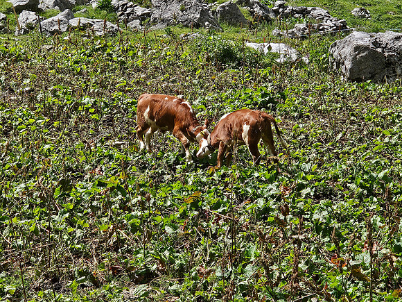 Fighting Calves
