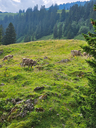 More Cows