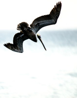 Dive Bomber