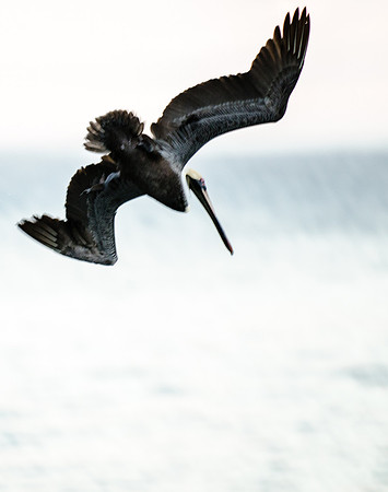 Dive Bomber