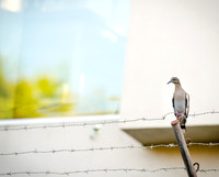 Bird on a Wire