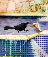 Scrap at the Fountain