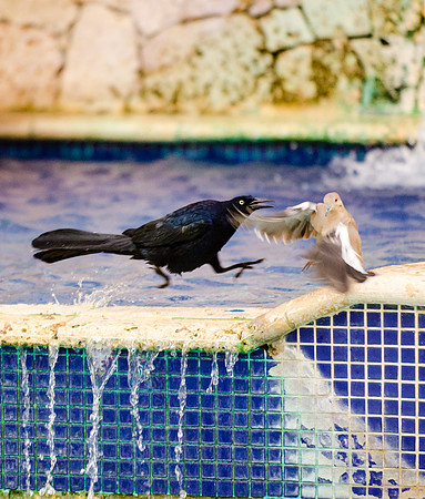 Scrap at the Fountain
