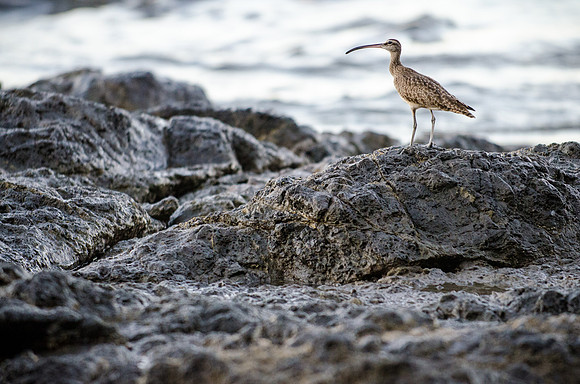 Birdwatching