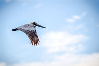 Pelican