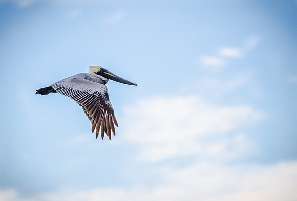Pelican