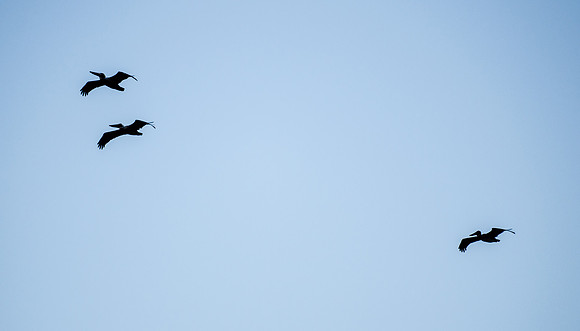 Pelicans