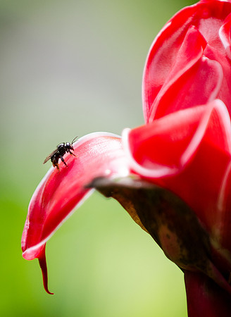 Bug