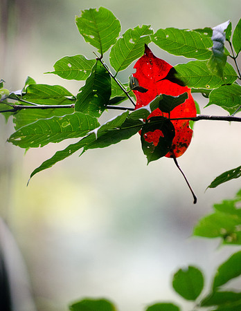 Hanging Leaf