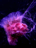 Dwarf Lion’s Mane Jellyfish