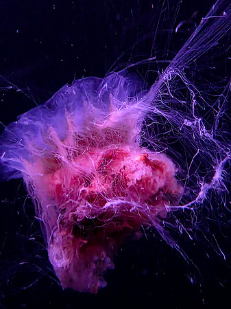 Dwarf Lion’s Mane Jellyfish