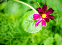 Flor