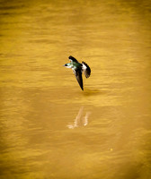 Gliding Swallow