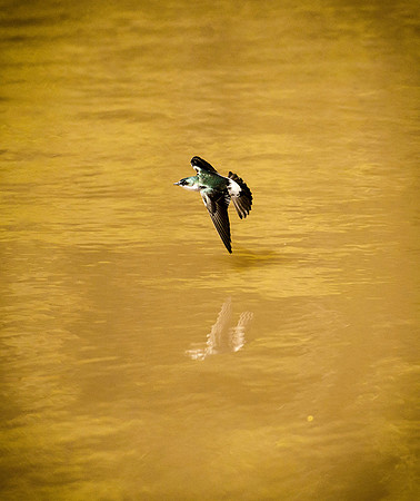 Gliding Swallow