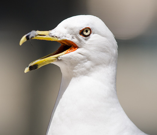 A Local